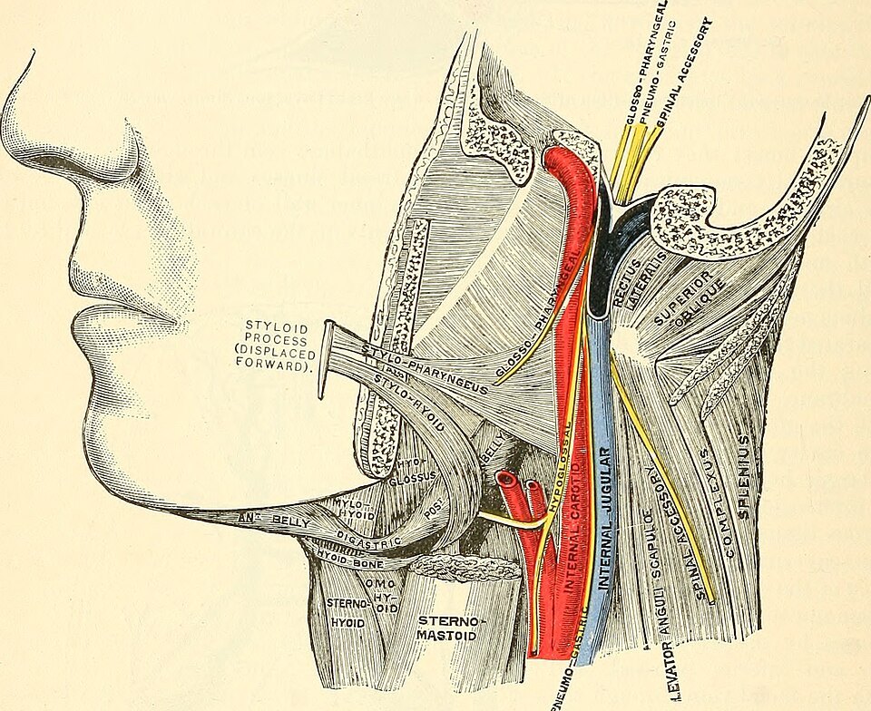El cuerpo humano es una máquina rarísima: datos que te van a desconcertar