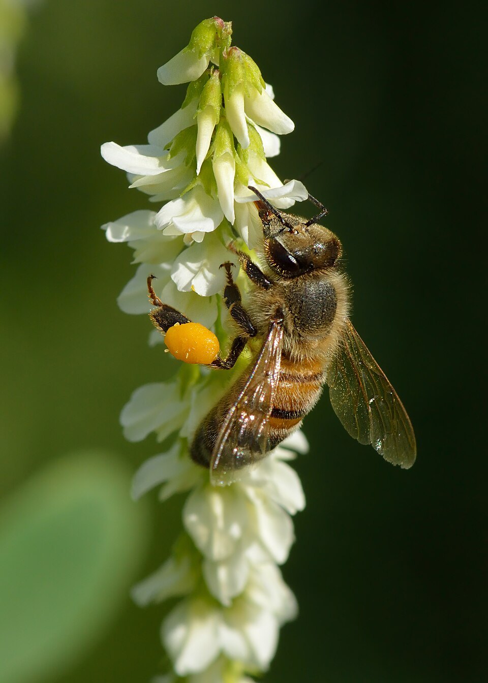 El increíble reino de las abejas (y por qué sin ellas comemos menos)