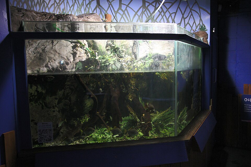 Mi acuario paso a paso: como pasé de pecera a paisaje acuatico