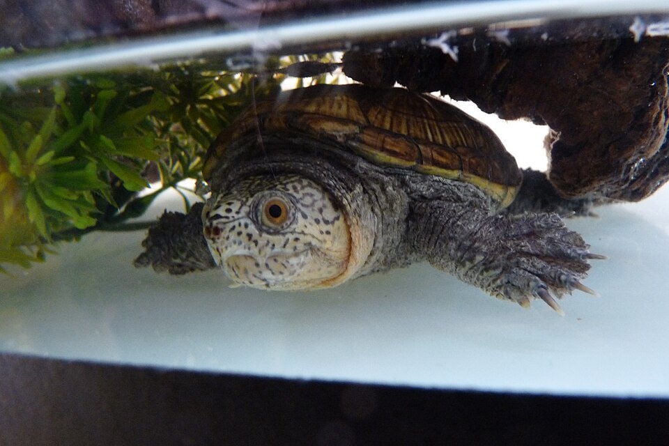 Tortugas de agua: lo que nadie te avisa antes de regalarlas